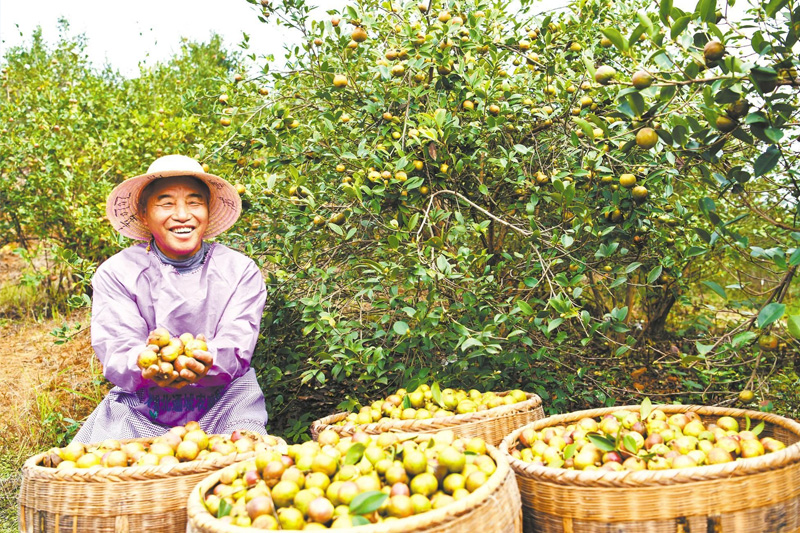 高标准油茶林